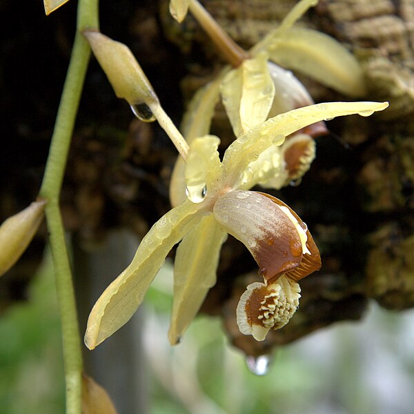 File:IMG 5998-Coelogyne tomentosa.jpg