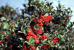 Foliage and fruit