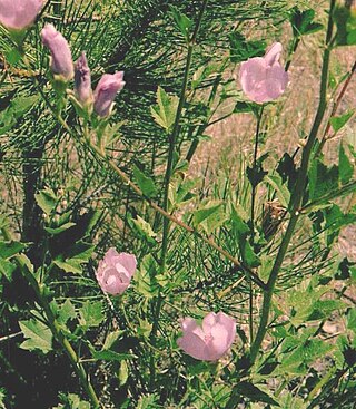 <i>Iliamna bakeri</i> Species of flowering plant