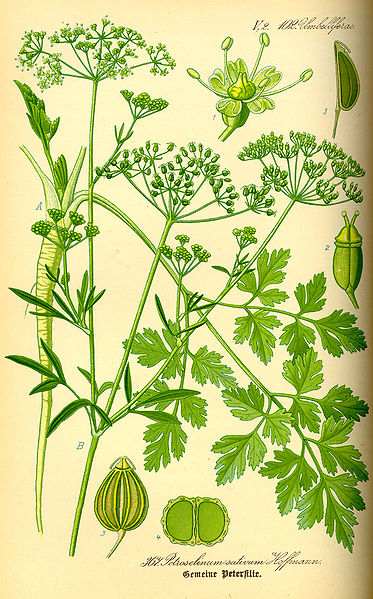 Fájl:Illustration Petroselinum crispum0.jpg