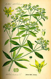 Illustration_Rubia_tinctorum0.jpg