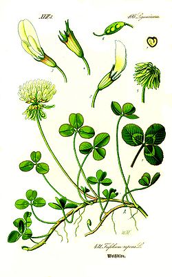 Valge ristik (Trifolium repens)
