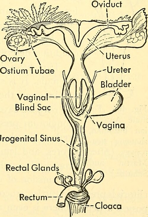 Female reproductive tract