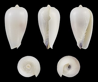 <i>Imbricariopsis conovula</i> Species of gastropod