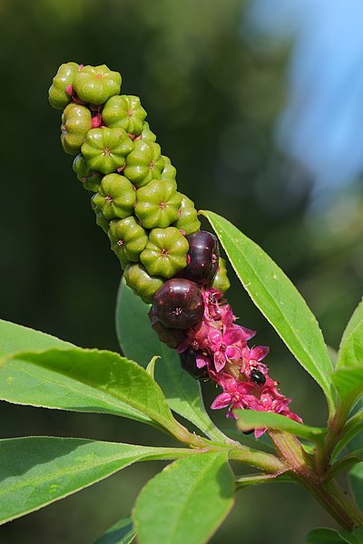 File:Inkweed (Phytolacca octandra) raceme with crimson flowers, unripe berries and ripe purple berries.jpg