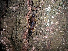 Adult Monostegia abdominalis Insect5334.JPG