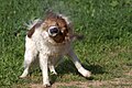 "Instinct_dog_shake.jpg" by User:Mickeysamuni