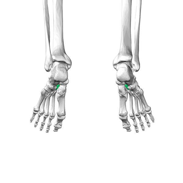 File:Intermediate cuneiform bone06 inferior view.png