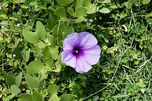 une fleur rose, vue de face montrant les étamines et le pistil