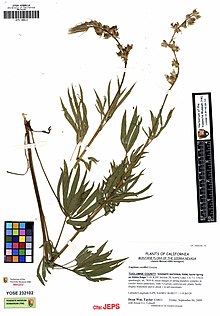 JEPS109514 Lupinus covillei (8000564763).jpg