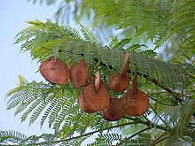 Jacaranda mimosifolia - Wikipedia, la enciclopedia libre
