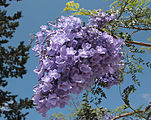 Jacaranda mimosifolia