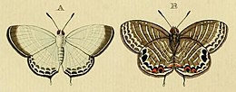 Miniatuur voor Jamides aratus