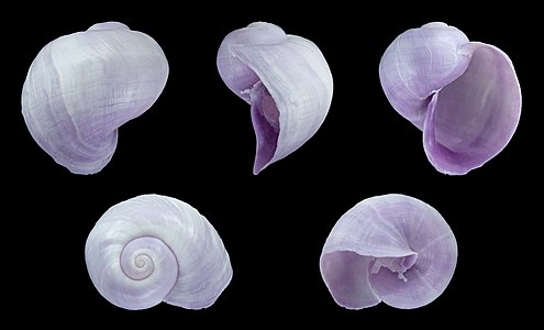 Commons:Featured picture candidates/Set/The five extant species of the gastropod genus Janthina