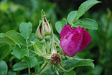 Rosier rugueux (Rosa rugosa)