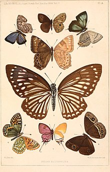Časopis Bombay Natural History Society Vol 4 Plate A.jpg