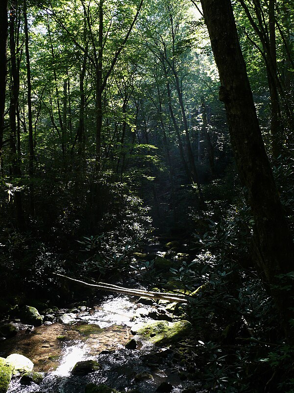 Joyce Kilmer Memorial Forest