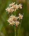 Juncus subnodulosus (cat.)