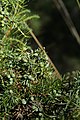 Juniperus communis in natural monument Poledni in 2011 (5).JPG