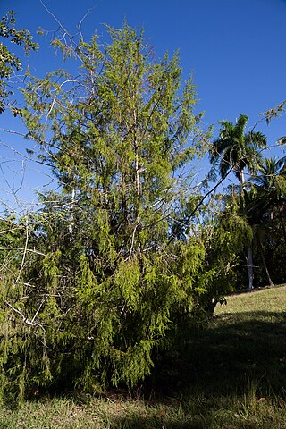 <i>Juniperus saxicola</i> Species of conifer