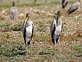 * Nomination 2 juvenile Yellow-billed storks (Mycteria ibis) side-by-side. Upper Lupande GMA --Tagooty 01:07, 15 August 2023 (UTC) * Promotion  Support Good quality. --Fabian Roudra Baroi 01:11, 15 August 2023 (UTC)