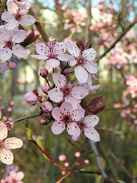 Blüte einer Blutpflaume (Zierbaum) in einem Garten in Karlstadt