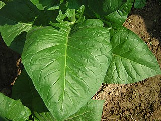 <span class="mw-page-title-main">Corojo</span> Type of tobacco