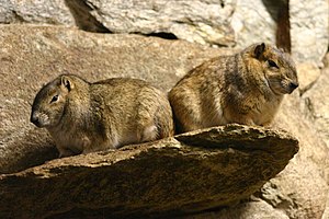 Mountain Guinea Pig (Kerodon rupestris)