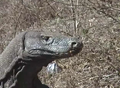 The scales on this specimen vary from iridescent green on the snout to brown down the body. Note how its appearance has changed from when it was in shadow.