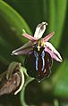 Ophrys spruneri