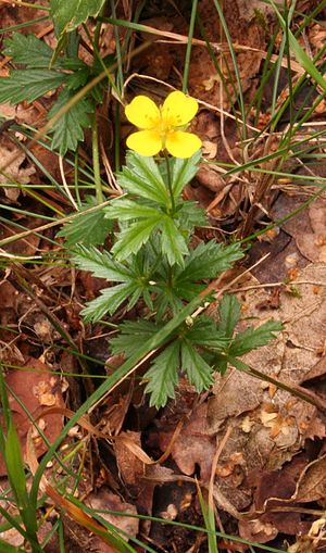 Potentilla Erecta: Descripción, Usos, Taxonomía