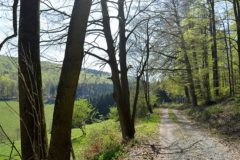 File:LSG Solling-Vogler - Bei Hellental - Am Großen Ahrensberg im Frühling (11).jpg