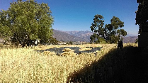La trilla de trigo en Vallicopampa.jpg