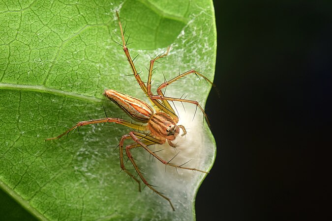 A mother spider guarding her eggs which are laid on a leaf. Photo by Aqil F