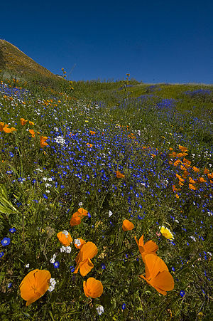 Wildflowers of various corolla colours, shapes and sizes. Lake elsinore wildflowers.jpg