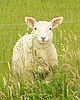 Lamb dsc06473.jpg