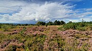 Vignette pour Réserve naturelle régionale Mont des Avaloirs