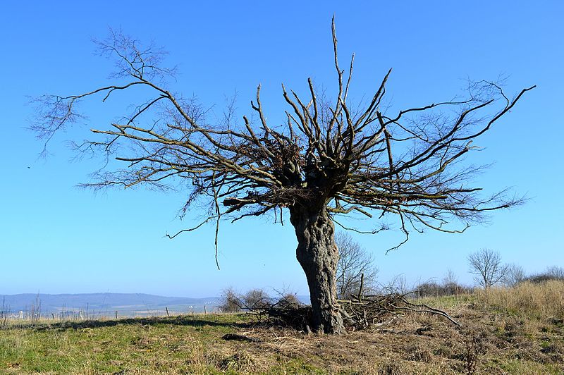 File:Landschaftsschutzgebiet Röderhofer Teiche und Egenstedter Forst - Nordwestliche Sonnenberg-Weide - Solitärbaum im Winter (11).jpg