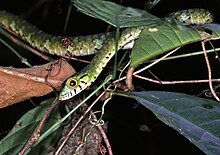 Большеглазая зеленая древесная змея (Rhamnophis aethiopissa) (7656850760) .jpg