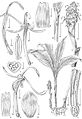 Larsenianthus wardianus drawing.jpg