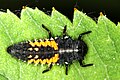 Larve Harmonia axyridis