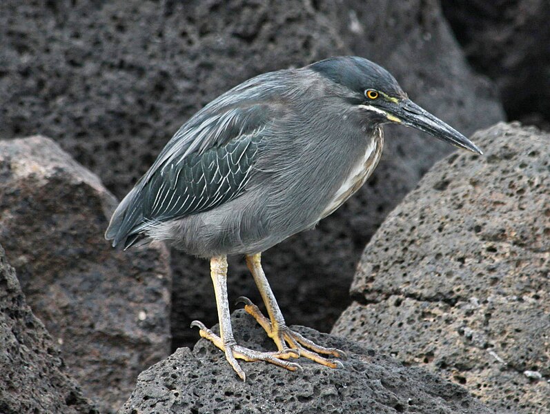 File:Lava Heron RWD.jpg