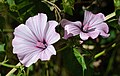 * Nomination Flowers of a wild Annual Lavatera -- Alvesgaspar 23:57, 21 November 2014 (UTC) * Promotion The composition is a little awkward, but the exposure and sharpness are fantastic. An obvious QI. Appears to be downsampled, but at that aperature, it's diffraction limited anyway. --Ram-Man 00:38, 22 November 2014 (UTC) --  Info -- Not downsampled but cropped from a 5520 X 3680 original. Why the camera was not set to maximum size I can't remember. Should have been accidental because all my photos of May 2013 and most of April and June have this reduced size.-- Alvesgaspar 12:56, 22 November 2014 (UTC)