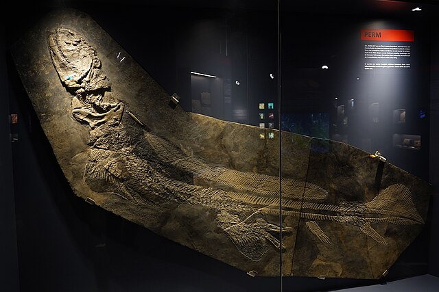 Shark fossil, Lebachacanthus senckenbergianus, at Permian period