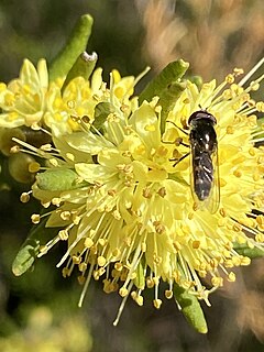 <i>Leionema phylicifolium</i> Species of shrub