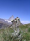 Leontopodium alpina with Matterhorn.JPG