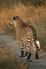 Leopards — Vikipēdija