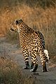 Leopard walking.jpg