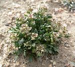 Lepidium lasiocarpum var lasiocarpum 3. jpg