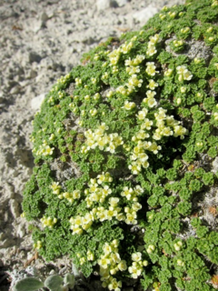 <i>Lepidium nanum</i> Species of flowering plant